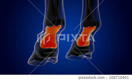 Long pastern bone horse skeleton anatomy for medical concept 3D Illustration 108710401