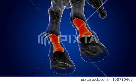 Long pastern bone horse skeleton anatomy for medical concept 3D Illustration Long pastern bone horse skeleton anatomy for medical concept 3D Illustration 108710402