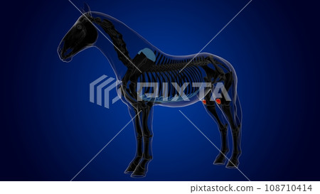 Patella bone horse skeleton anatomy for medical concept 3D Illustration Patella bone horse skeleton anatomy for medical concept 3D Illustration 108710414