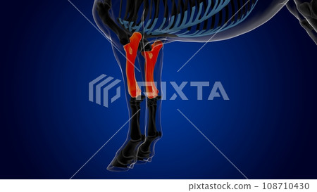 radius ulna bone horse skeleton anatomy for medical concept 3D Illustration radius ulna bone horse skeleton anatomy for medical concept 3D Illustration 108710430