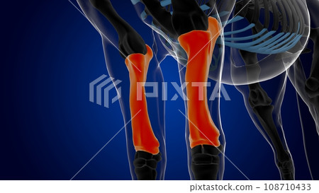 radius ulna bone horse skeleton anatomy for medical concept 3D Illustration 108710433