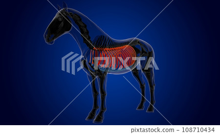 rib cage bones horse skeleton anatomy for medical concept 3D Illustration rib cage bones horse skeleton anatomy for medical concept 3D Illustration 108710434