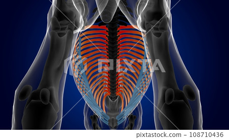 rib cage bones horse skeleton anatomy for medical concept 3D Illustration 108710436