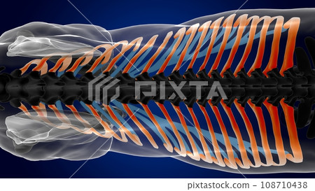 rib cage bones horse skeleton anatomy for medical concept 3D Illustration rib cage bones horse skeleton anatomy for medical concept 3D Illustration 108710438