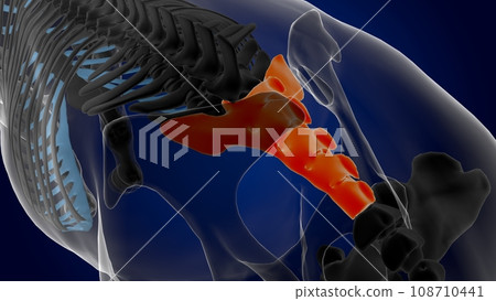 sacral vertebrae bone horse skeleton anatomy for medical concept 3D Illustration sacral vertebrae bone horse skeleton anatomy for medical concept 3D Illustration 108710441