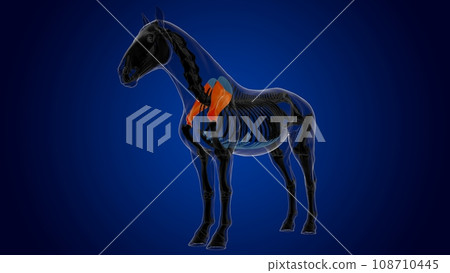 Scapula bone horse skeleton anatomy for medical concept 3D Illustration 108710445