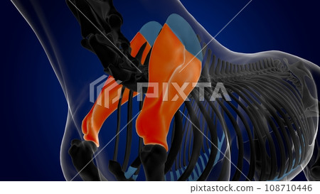 Scapula bone horse skeleton anatomy for medical concept 3D Illustration 108710446