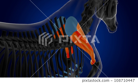 Scapula bone horse skeleton anatomy for medical concept 3D Illustration 108710447