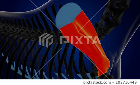Scapula bone horse skeleton anatomy for medical concept 3D Illustration Scapula bone horse skeleton anatomy for medical concept 3D Illustration 108710449