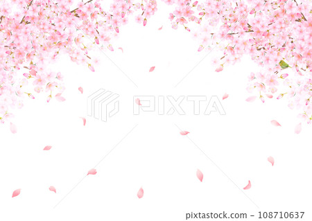 Cherry tree with warbler - Beautiful light pink cherry blossoms and petals Spring watercolor white back frame background material illustration 108710637