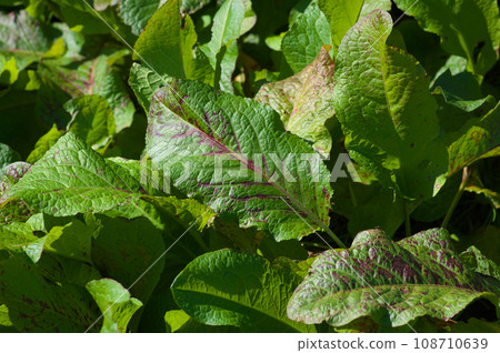 Autumn Ezonogisigibas bathed in sunlight Autumn Ezonogisigibas bathed in sunlight 108710639