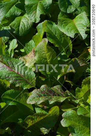 Autumn Ezonogisigibas bathed in sunlight 108710640