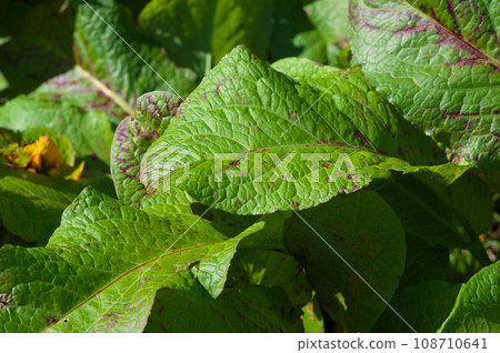 Autumn Ezonogisigibas bathed in sunlight Autumn Ezonogisigibas bathed in sunlight 108710641