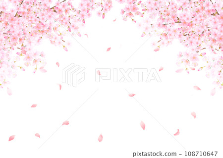 Beautiful light pink cherry blossom flowers and petals spring watercolor white back frame background material illustration 108710647