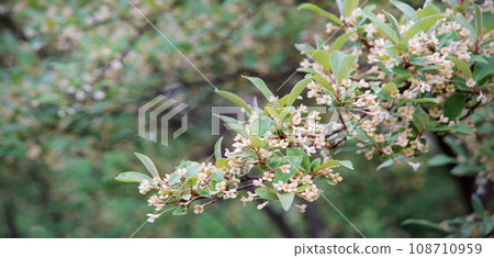 Flowering gumi branch. Natural background Flowering gumi branch. Natural background 108710959