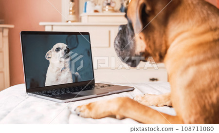 Cute dog sitting on bed in front of laptop on video call with his dog friend in bedroom 108711080