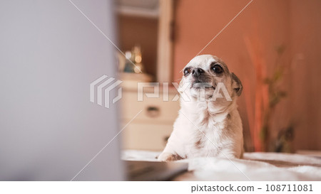 Cute white chihuahua dog lying over belly on bed with laptop 108711081
