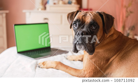 Cute dog lying on belly over cozy bed while looking at camera with blank green chromakey screen 108711092