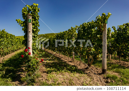 Vineyard. Vineyard. 108711114