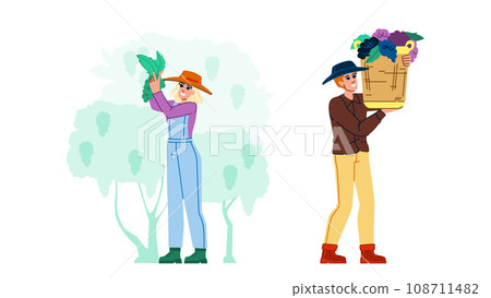 harvesting grapes vector harvesting grapes vector 108711482