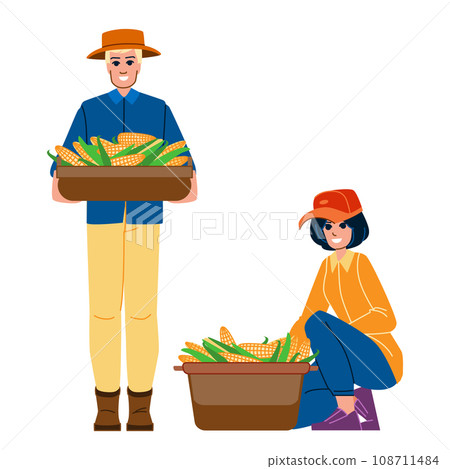 harvesting corn vector harvesting corn vector 108711484