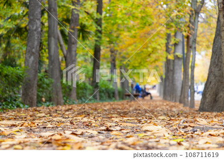Autumn. Autumn landscape. Autumn colors. Forest route. Orange color tree, red brown maple leaves in autumn city park. Beautiful orange and yellow leaves. Blurry park. Autumn natural background. 2023. 108711619