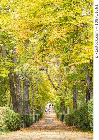 Autumn. Autumn landscape. Autumn colors. Forest route. Orange color tree, red brown maple leaves in autumn city park. Beautiful orange and yellow leaves. Blurry park. Autumn natural background. 2023. 108711661