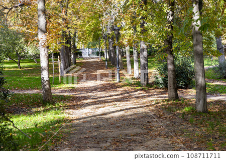 Autumn. Autumn landscape. Autumn colors. Forest route. Orange color tree, red brown maple leaves in autumn city park. Beautiful orange and yellow leaves. Blurry park. Autumn natural background. 2023. 108711711