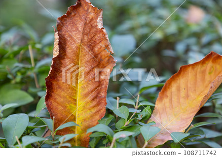Autumn. Fall. Autumn landscape and colors. Forest route. Orange color tree, red brown maple leaves in autumn city park. Beautiful orange and yellow leaves. Blurry park. Autumn natural background. 2023 108711742