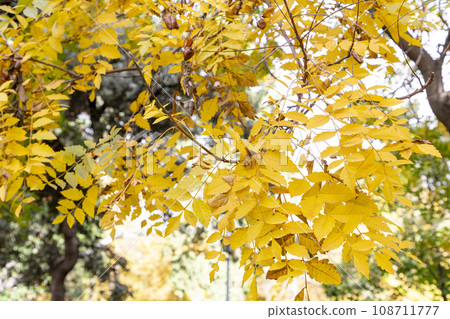 Autumn. Fall. Autumn landscape and colors. Forest route. Orange color tree, red brown maple leaves in autumn city park. Beautiful orange and yellow leaves. Blurry park. Autumn natural background. 2023 108711777