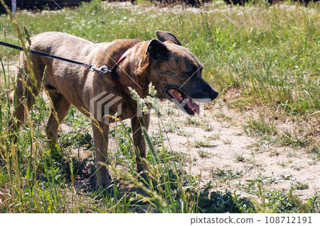Staffordshire Terrier dog walking in the woods Staffordshire Terrier dog walking in the woods 108712191