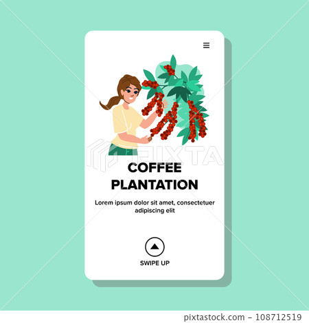 coffee plantation vector 108712519