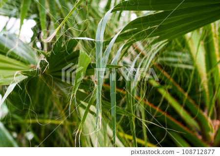 Long thread-like fibers of Washingtonia filifera palm leaf. Tropical tree leaves and with hanging threads 108712877