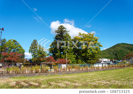 Autumn leaves at Hachiman Shrine seen from the rice field in late autumn Autumn leaves at Hachiman Shrine seen from the rice field in late autumn 108713325