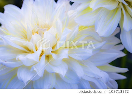white dynamic flowers 108713572