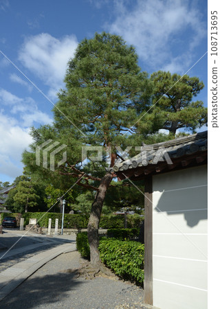 Daitokuji Temple, pine tree in the precincts, Murasakino, Kita Ward, Kyoto City 108713695