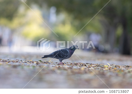 A pigeon standing on the ground in a park 108713807