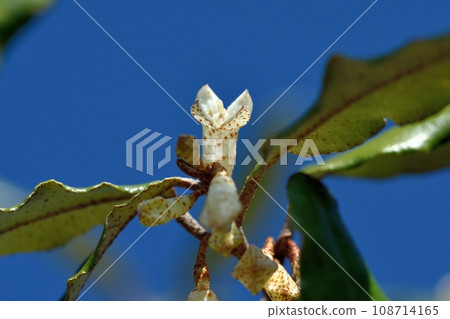 Nunbushi gorgeous flowers Nunbushi gorgeous flowers 108714165