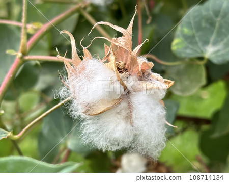 Cotton plant (lat. Gossypium) Cotton plant (lat. Gossypium) 108714184