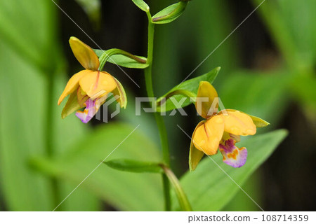 A persimmon flower with beautiful yellow petals and red-purple lips that grows naturally in wetlands in the mountains. A persimmon flower with beautiful yellow petals and red-purple lips that grows naturally in wetlands in the mountains. 108714359