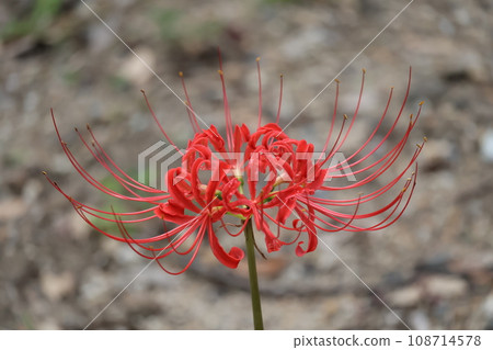A close-up shot of red petaled Higanbana A close-up shot of red petaled Higanbana 108714578