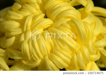 菊花花瓣花朵圖案 菊花花瓣花朵圖案 108714675