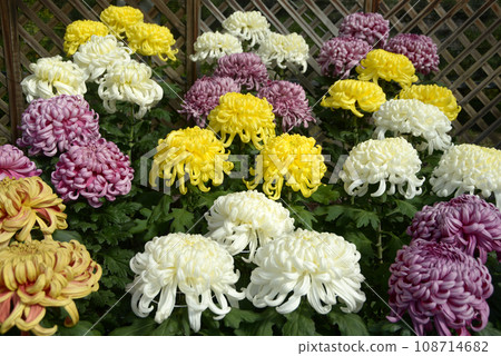 Large chrysanthemum flower pattern 108714682