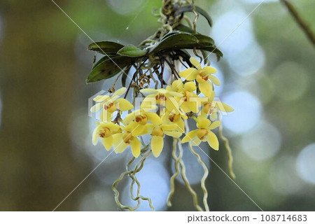 A beautiful yellow flower inflorescence that hangs down from the branches of a tree in a forest with a round bokeh in the background. 108714683