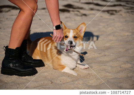Portrait of welsh corgi pembroke puppy playing with branch on the beach Portrait of welsh corgi pembroke puppy playing with branch on the beach 108714727