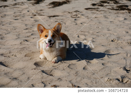 Portrait of welsh corgi pembroke puppy lying on sandy beach 108714728