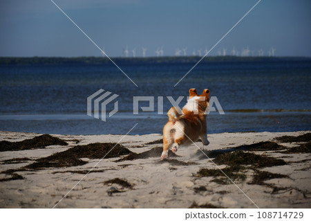 Portrait of welsh corgi pembroke puppy running on the beach Portrait of welsh corgi pembroke puppy running on the beach 108714729