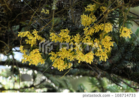 一簇美麗的附生蘭花，開著黃色的花朵，其中許多生長在森林裡粗壯的樹枝上。 108714733