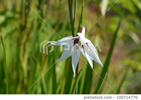 Ashidansera 108714776