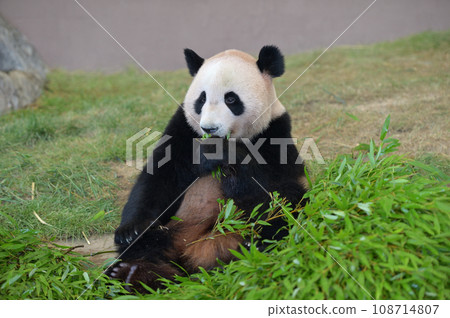 海灘美味地吃竹子 海灘美味地吃竹子 108714807